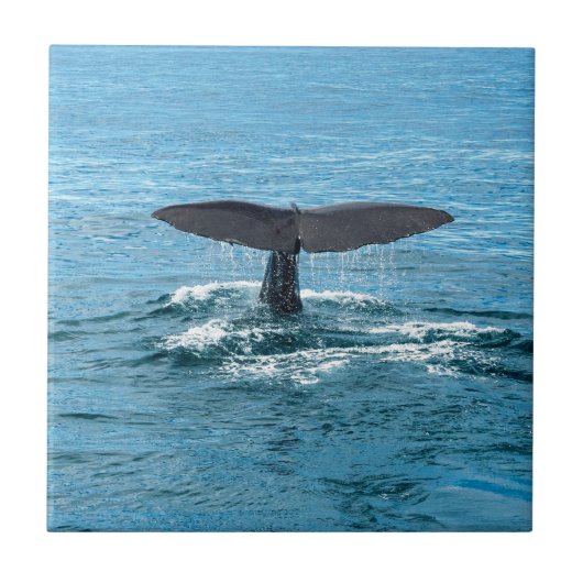 クジラのひれ タイル (正面)