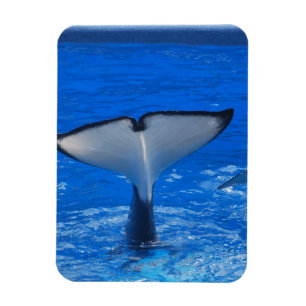 クジラの報酬の磁石の尾 マグネット