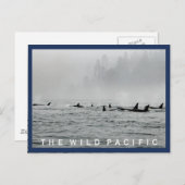 クジラの葉書 ポストカード (正面/裏面)