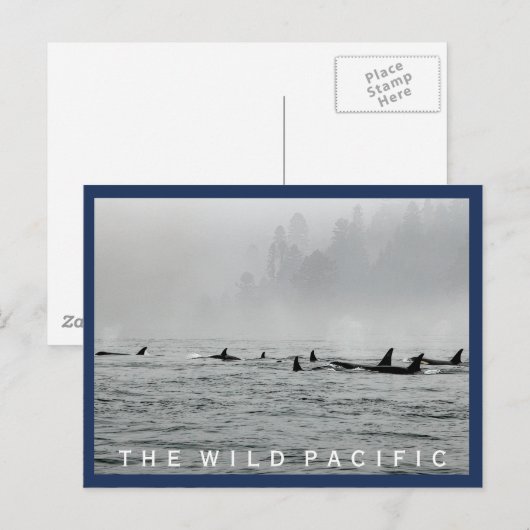 クジラの葉書 ポストカード (正面/裏面)