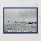 クジラの葉書 ポストカード (正面)