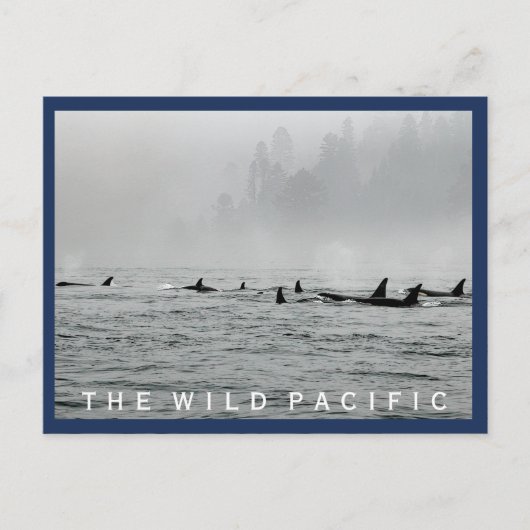 クジラの葉書 ポストカード (正面)