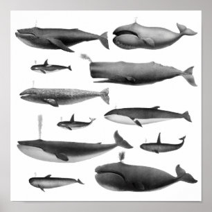 クジライラストレーション ポスター