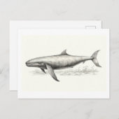 クジラスケッチ ポストカード (正面/裏面)