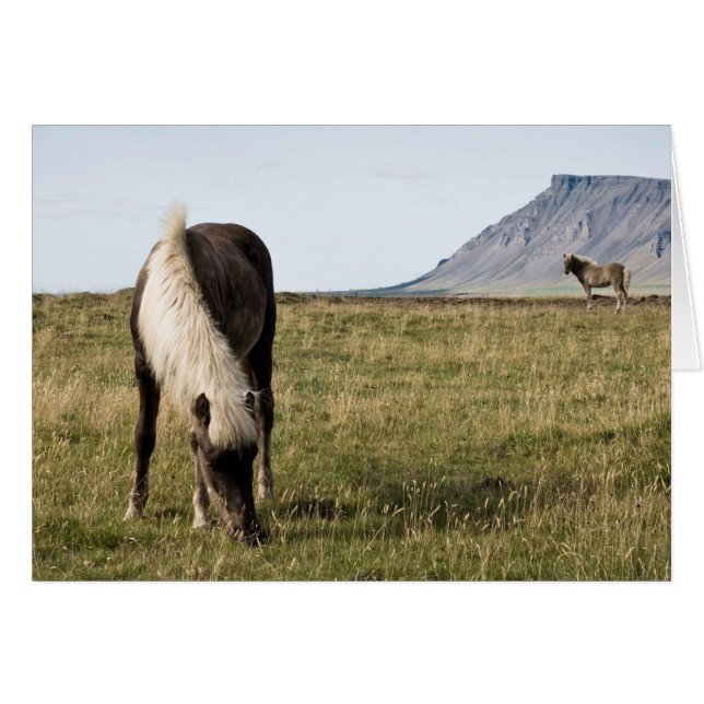 クジラフィヨルドの馬 (正面横)