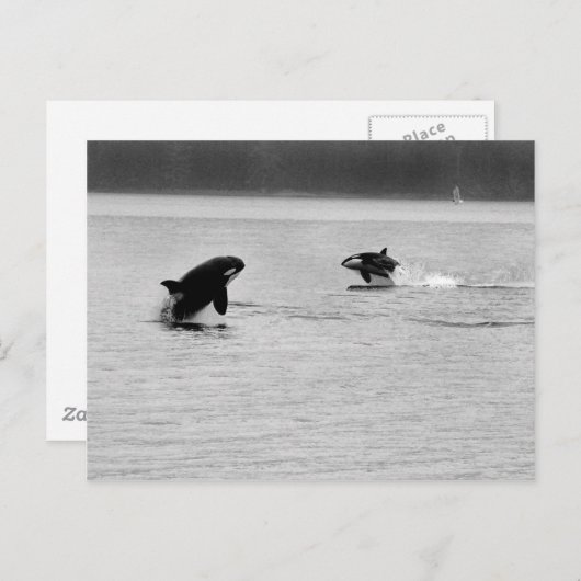 クジラ二頭 ポストカード (正面/裏面)