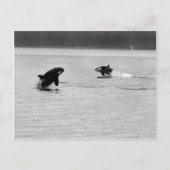 クジラ二頭 ポストカード (正面)