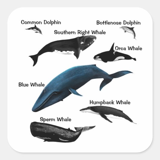 クジラ日 スクエアシール (正面)