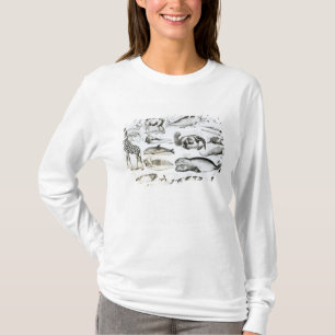クジラ目のEdentata Tシャツ