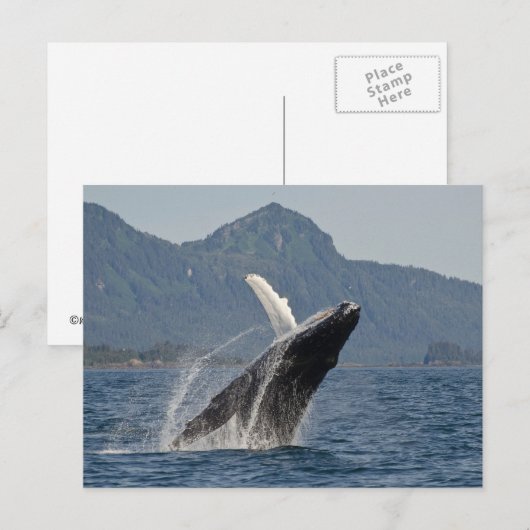 クジラ類 ポストカード (正面/裏面)