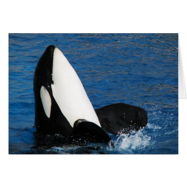 クジラ (正面横)