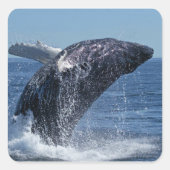 クジラ スクエアシール (正面)