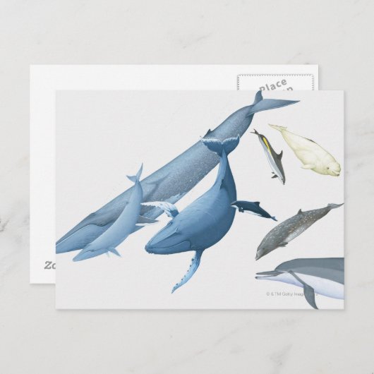 クジラ ポストカード (正面/裏面)