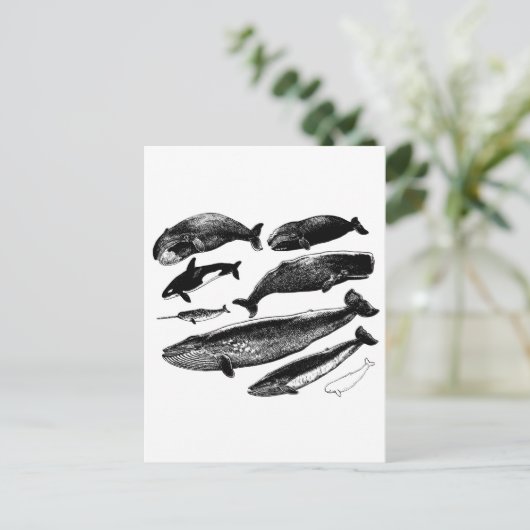 クジラ ポストカード (スタンド正面)