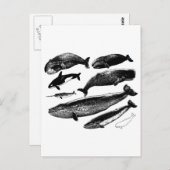 クジラ ポストカード (正面/裏面)