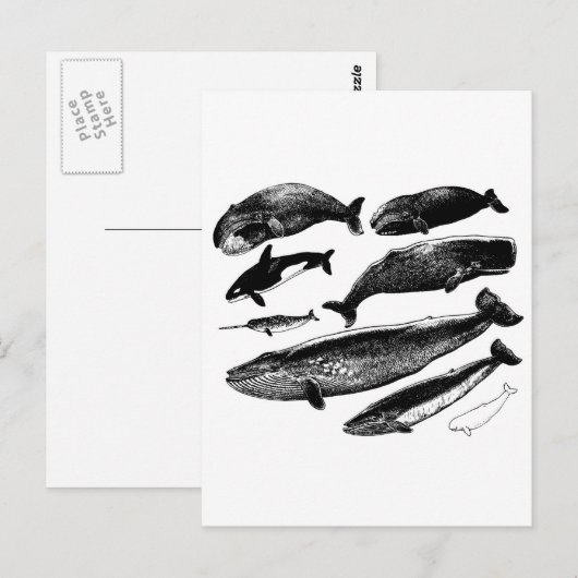 クジラ ポストカード (正面/裏面)