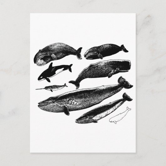 クジラ ポストカード (正面)