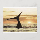 クジラ ポストカード (正面)