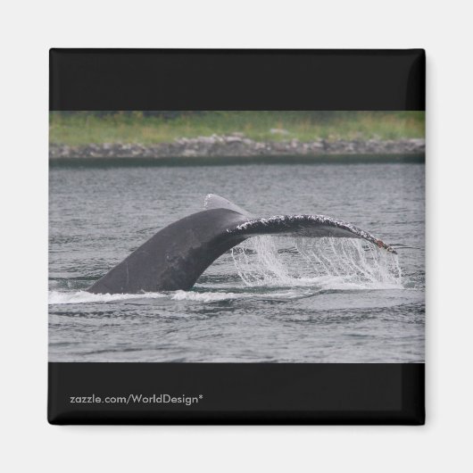 クジラ マグネット (正面)