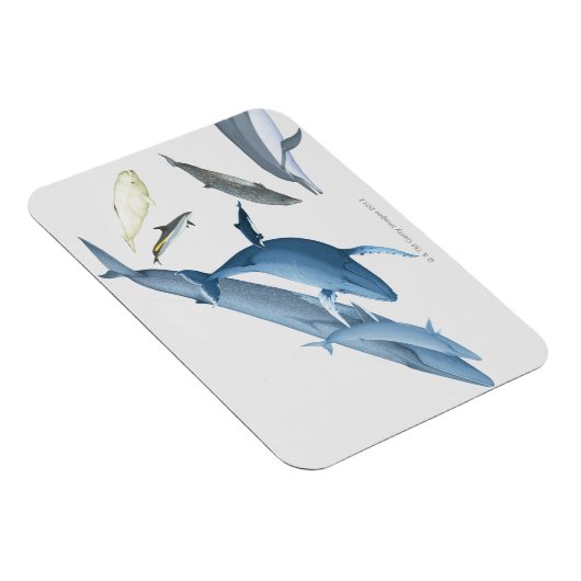 クジラ マグネット (右側)