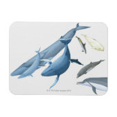 クジラ マグネット (横)