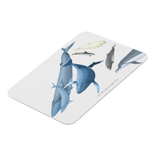 クジラ マグネット (左側)