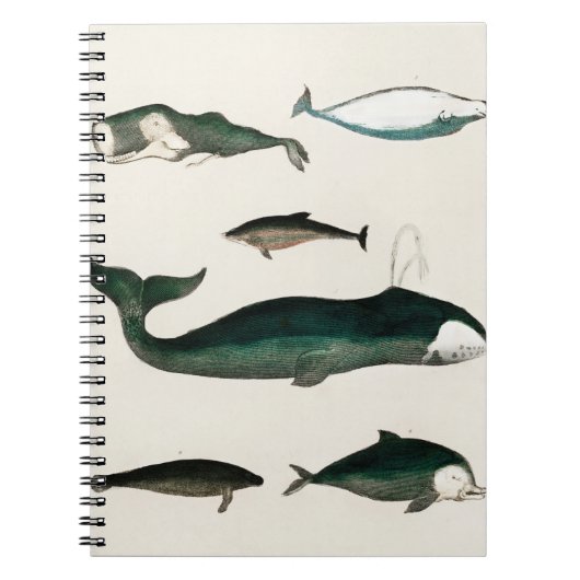 クジラ 水彩画 | クジラのイラスト ノートブック (正面)