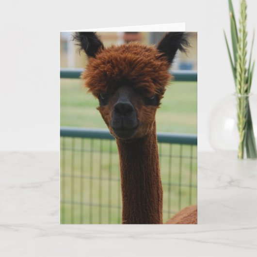 クスコアルパカグリーティングカード カード (正面)
