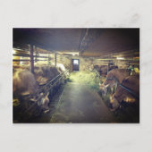 クスタル ポストカード (正面)