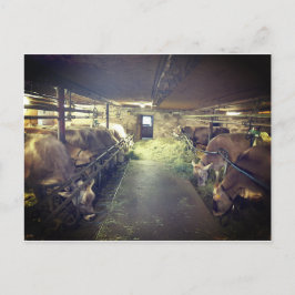 クスタル ポストカード