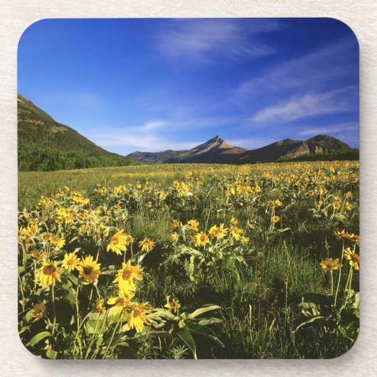 クズの木の根は〜でプレーを覆う コースター (正面)