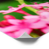 クチベニハゴロモと五色星の花 2 プリント (角)
