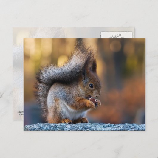 クッキーを食べるリス ポストカード (正面/裏面)
