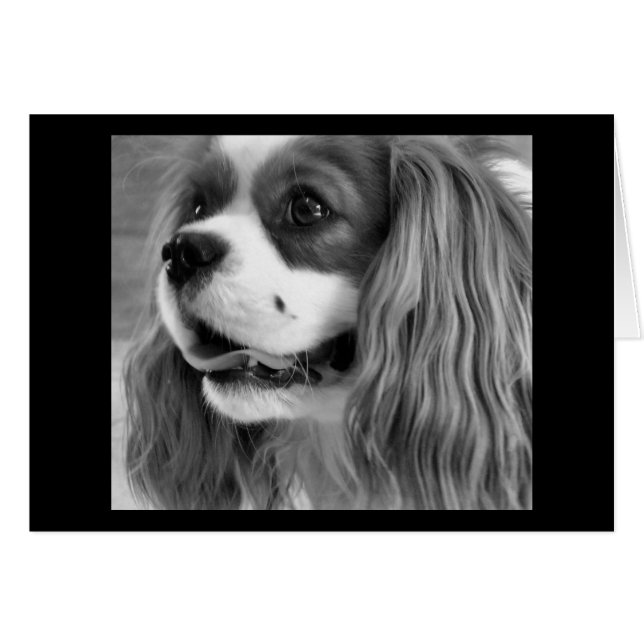 クッキー (正面横)