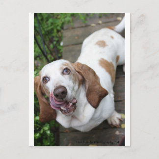 クッキー？ ポストカード