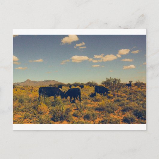 クックピーク葉書07 ポストカード (正面)