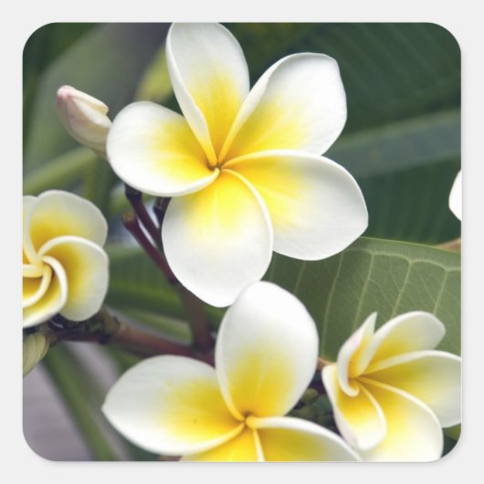 クック諸島のプルメリアの花 スクエアシール (正面)