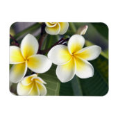 クック諸島のプルメリアの花 マグネット (横)
