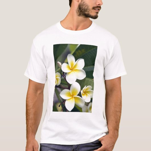 クック諸島のプルメリアの花 Tシャツ (正面)