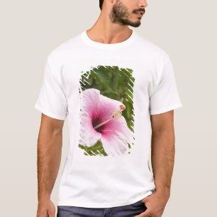 クック諸島、アチウ島。ハイビスカスの花 Tシャツ