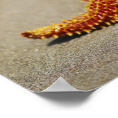 クッションヒトデのクローズアップ ポスター (角)