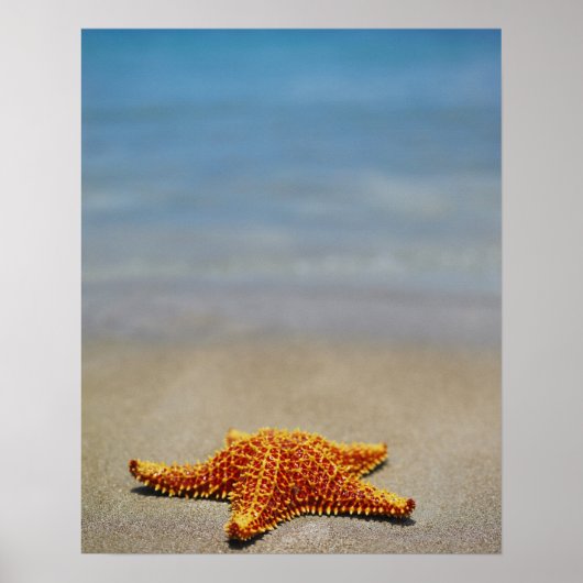 クッションヒトデのクローズアップ ポスター (正面)