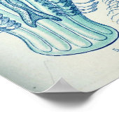 クテノフォラ ポスター (角)