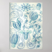 クテノフォラ ポスター (正面)