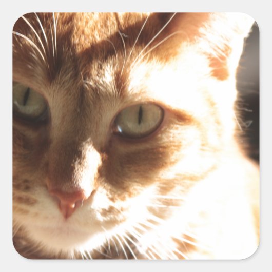 クテ子猫! スクエアシール (正面)