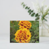 クト・ダニエルソン ポストカード (スタンド正面)