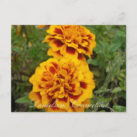 クト・ダニエルソン ポストカード (正面)