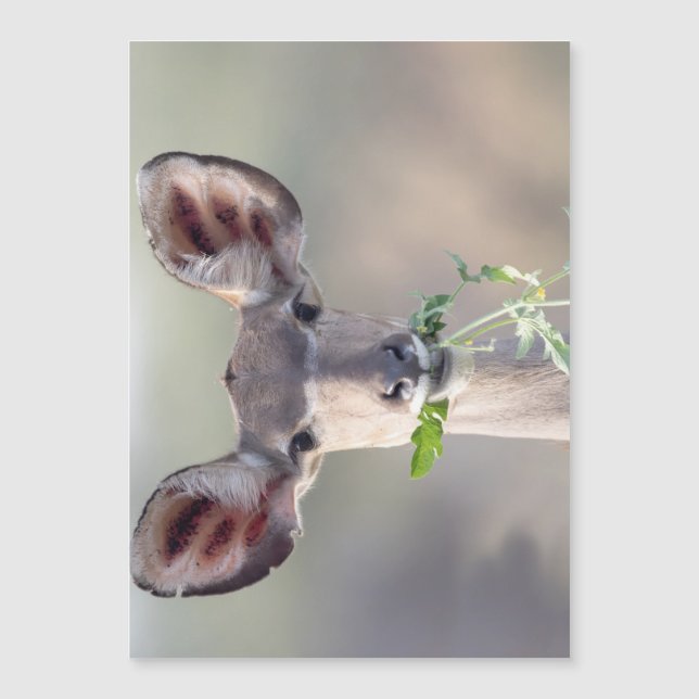 クドゥポートレート (正面)