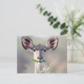 クドゥポートレート ポストカード (スタンド正面)