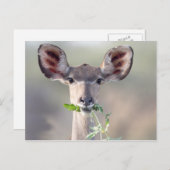 クドゥポートレート ポストカード (正面/裏面)